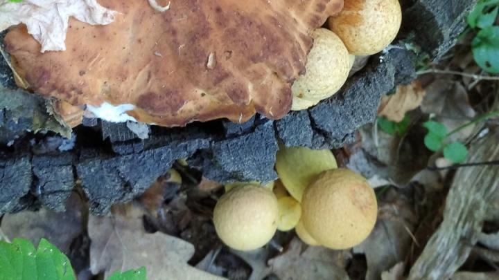 Саратовцы травятся грибами, путая их с неядовитыми