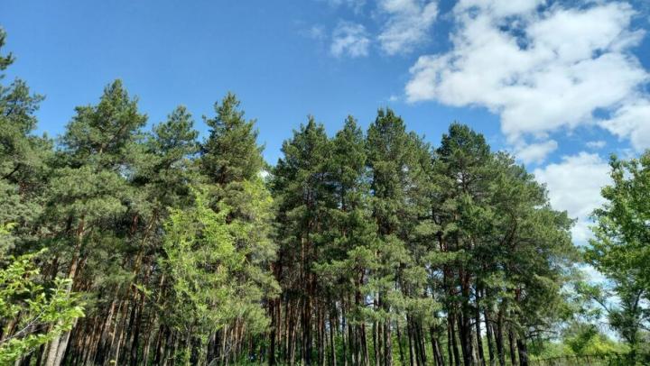 В Саратовской области прогнозируется переменная облачность