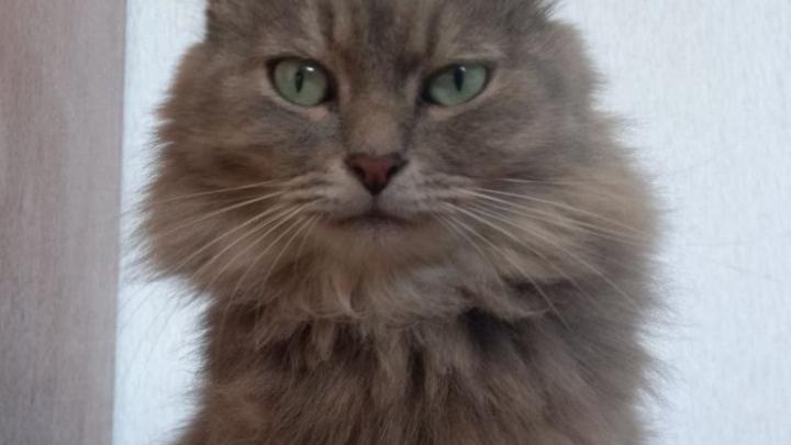 Житель Саратова оштрафован за оскорбление ветеринара