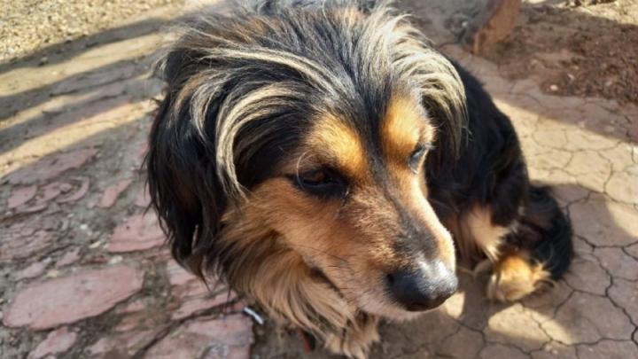 Мошенники из Липецкой области нажились на бродячих собаках Саратова на 13,5 млн рублей