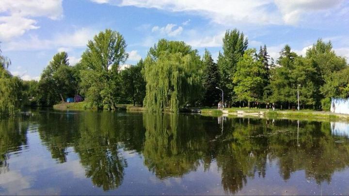 Лебеди из Городского парка Саратова переедут в экопарк «Олений остров»