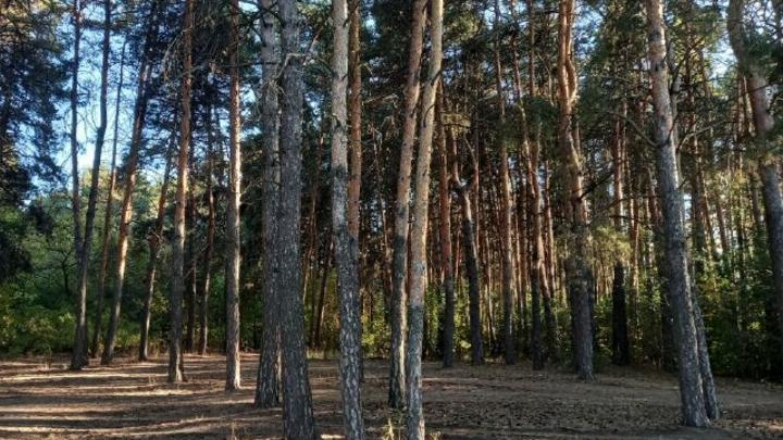 Житель Аркадака хотел убить юношу в парке из-за семечек