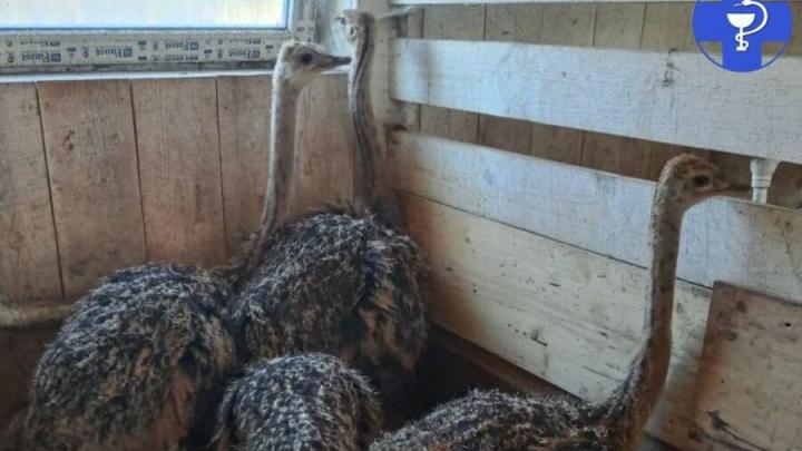 «Птицы-великаны» из Африки поселились в саратовском селе «Птицы-великаны» из Африки поселились в саратовском селе