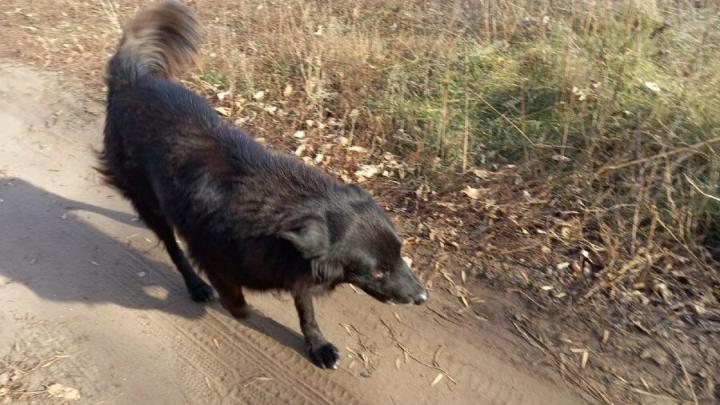 В Марксе владелец стафф терьера выплатил материальный ущерб мальчику