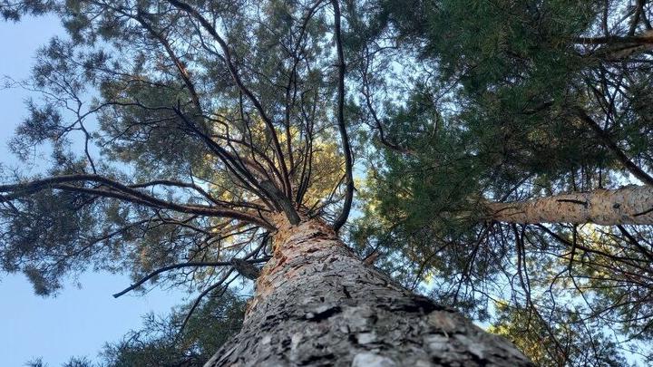 В Татищево директор стройфирмы нажилась на 100 тысяч рублей на благоустройстве сквера