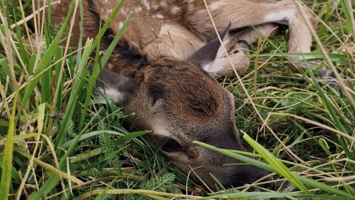 Олененка из экопарка «Олений остров» назвали Злата