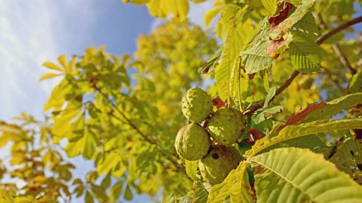 В Саратовской области ожидается солнечная погода в первый день октября