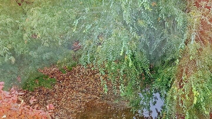 Работы в саратовском Ботаническом саду планируют завершить в ноябре