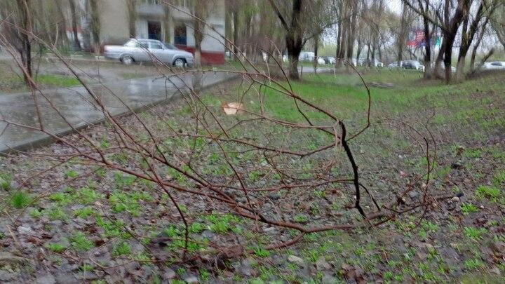 В Саратове выросла стоимость утилизации растительного мусора