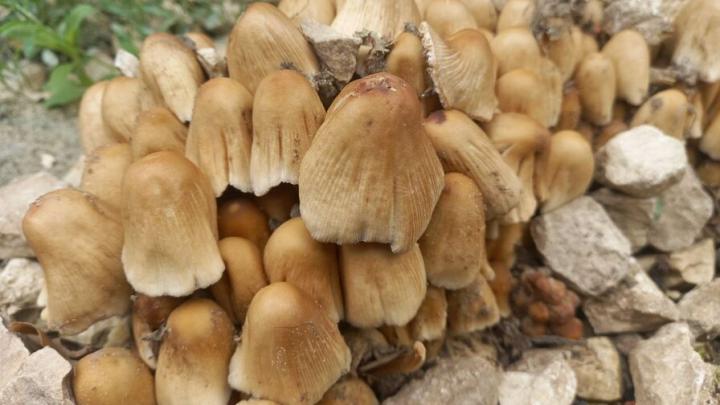 Минздрав предупредил саратовцев об опасности отравления грибами