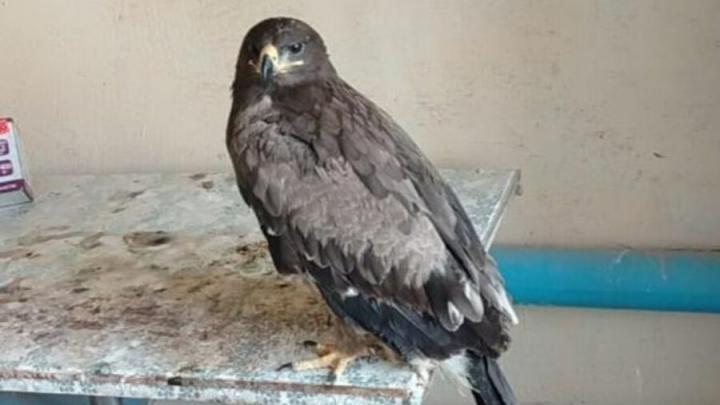 Ветеринары вылечили и выпустили на волю раненого степного орла в Алгае