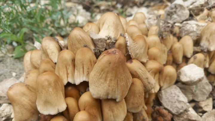 Саратовский грибник испугался «покойника» в лесу