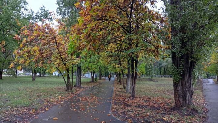 В Саратове на центральных улицах высадят 435 деревьев