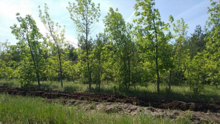 В трех районах Саратовской области начали высаживать лес