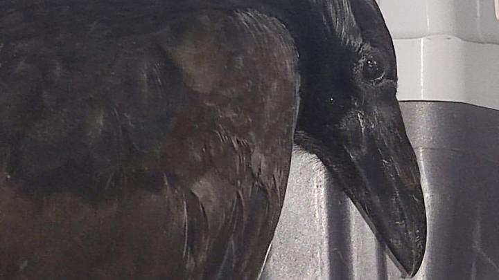 В Саратовской области у браконьеров изъяли черного ворона