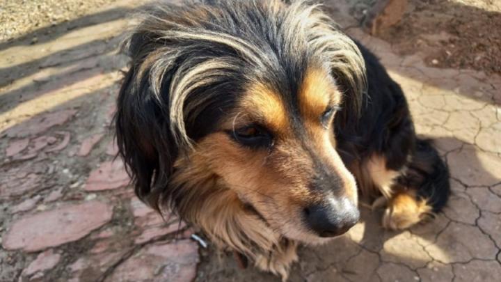 В Саратовской области 39 агрессивных собак будут пожизненно находиться в приютах