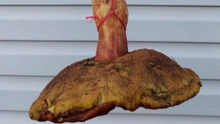 В саратовских лесах нашли гриб весом более двух килограммов