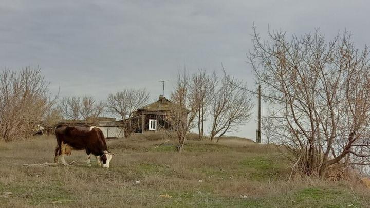 В селе Красноармейского района отменили карантин для скота В селе Красноармейского района отменили карантин для скота