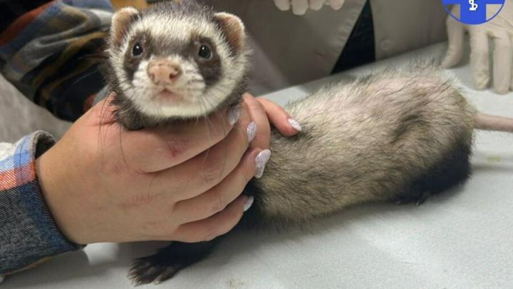 Степа чесался и лысел: ветеринары нашли необычную причину болезни хорька