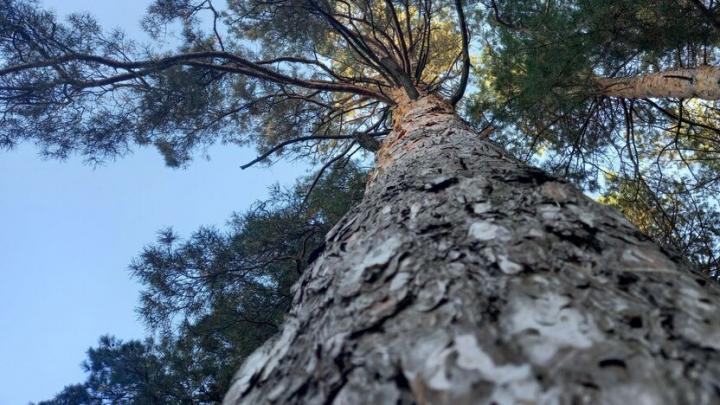 В Татищевском районе директор стройкомпании признана виновной в мошенничестве при благоустройстве сквера