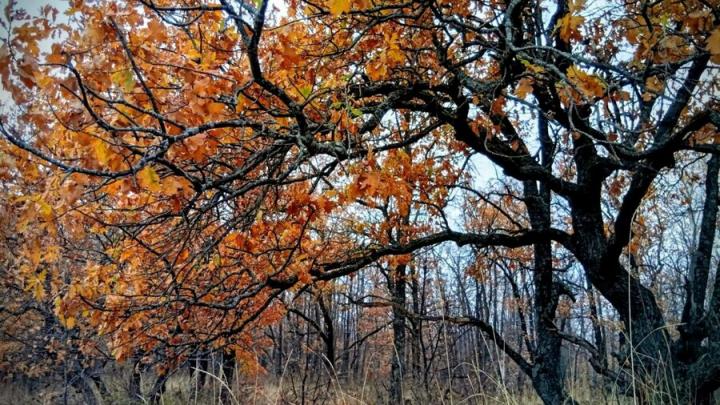 До -5 градусов похолодает ночью в Саратовской области 
