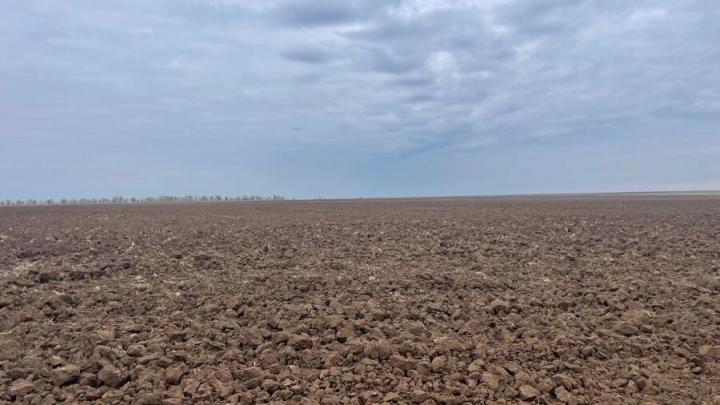 Саратовский фермер загадил сорной травой 120 гектаров сельхозугодий