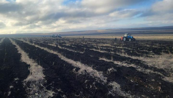 400 тысяч сосен высадят в лесничестве Базарно-Карабулакского района