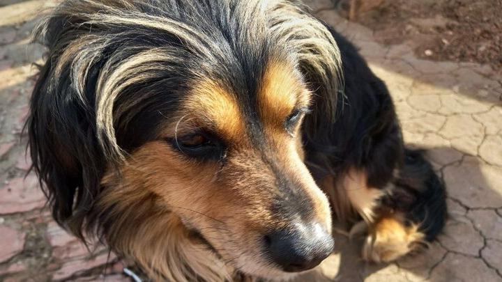 Житель Маркса выплатил 20 тысяч ребенку за укус собаки