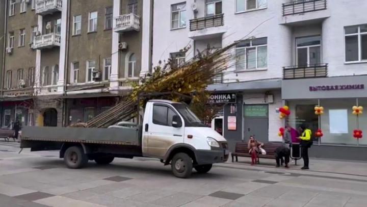 В Саратове высадили более сотни деревьев-крупномеров