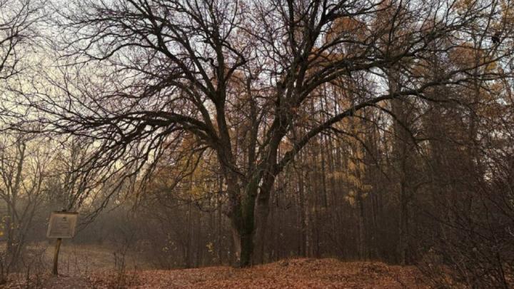 В Энгельсе дубу-великану из Тинь-Зиня исполнилось 111 лет