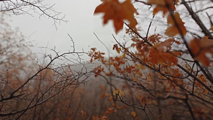 Ночные заморозки прогнозируют в Саратовской области