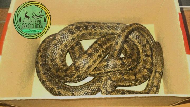 В центре Саратова из жилого дома извлекли узорчатого полоза