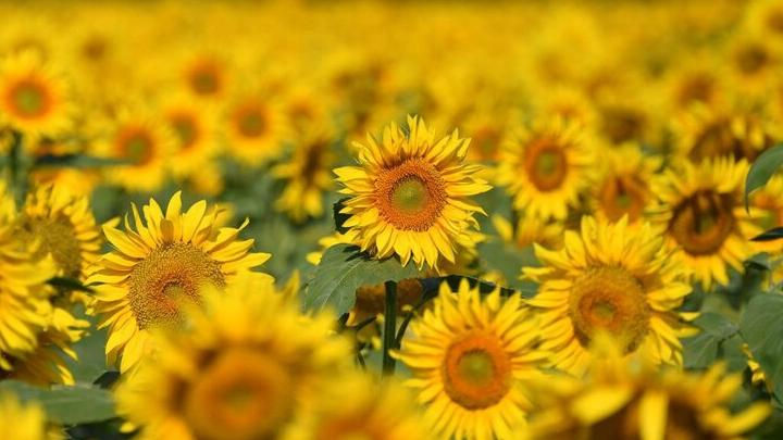 В Саратовской области намолочено 2 млн тонн подсолнечника