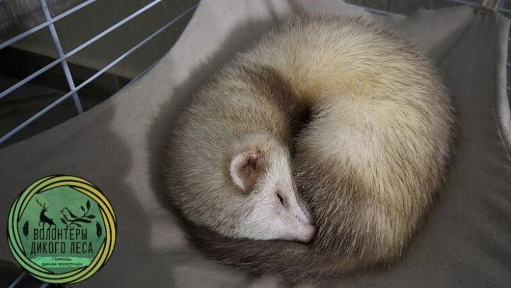 Хорьку, найденному у теплотрассы в Саратове, сделали операцию