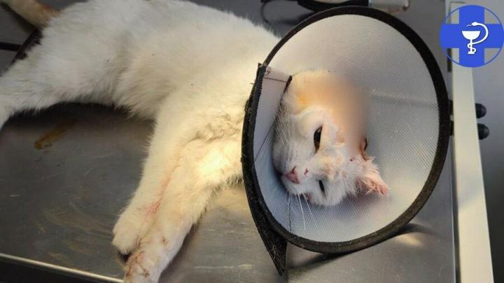 В Саратовской области 16-летней кошке удалили крупную опухоль на ухе