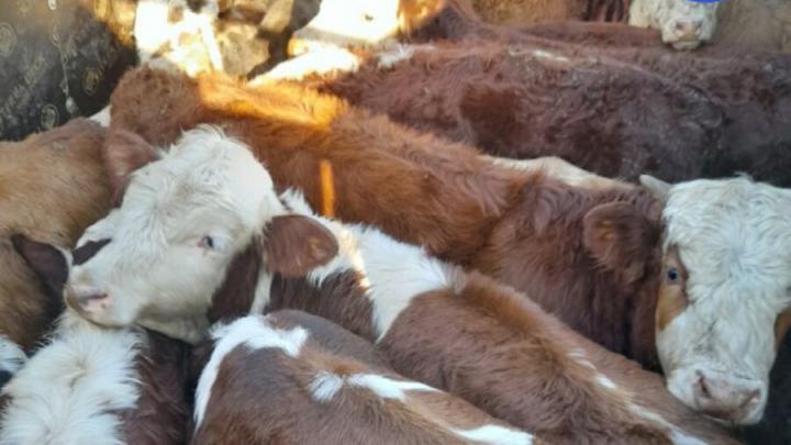 В Краснокутском районе задержали скот без документов