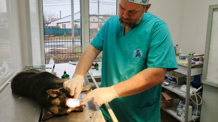 В Ивантеевском районе собаке удалили глаз после ДТП