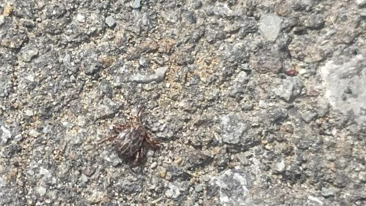 Клещи все еще активны - предупреждают саратовские ветеринары