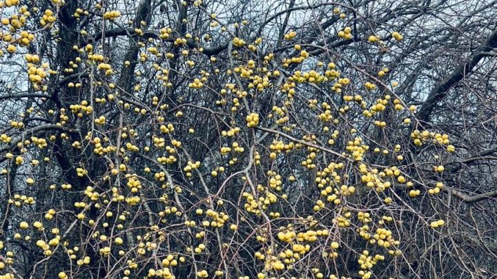 Природа под Саратовом удивила аномалией: голые деревья стоят с яркими яблоками