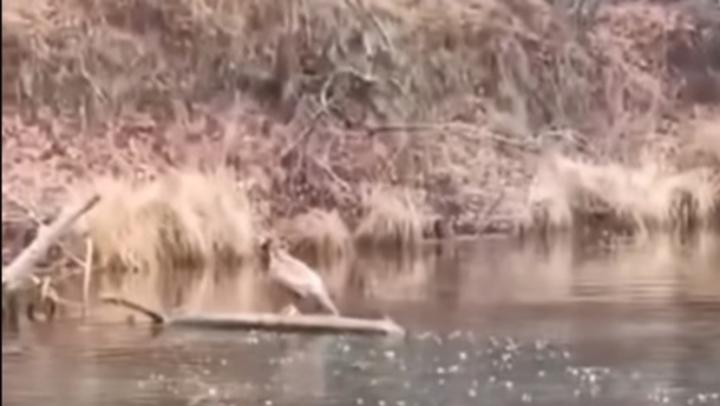 Редкая птица чудом спаслась после драки в небе над Саратовской областью