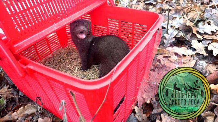 Пушистого грабителя поймали в магазине в Заводском районе Саратова