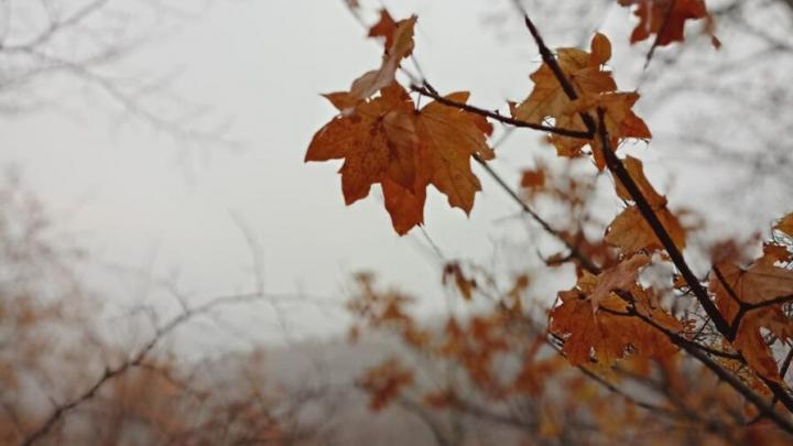 Погода в Саратовской области: туман и порывистый ветер