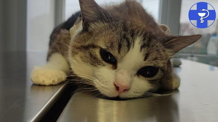 Саратовские ветеринары помогли коту с больными зубами