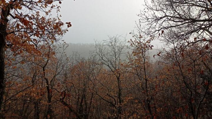 В Саратове ожидается туман и потепление