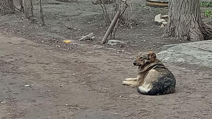 Администрацию Пугачёва обязали выплатить компенсацию девочке, пострадавшей от укусов собаки