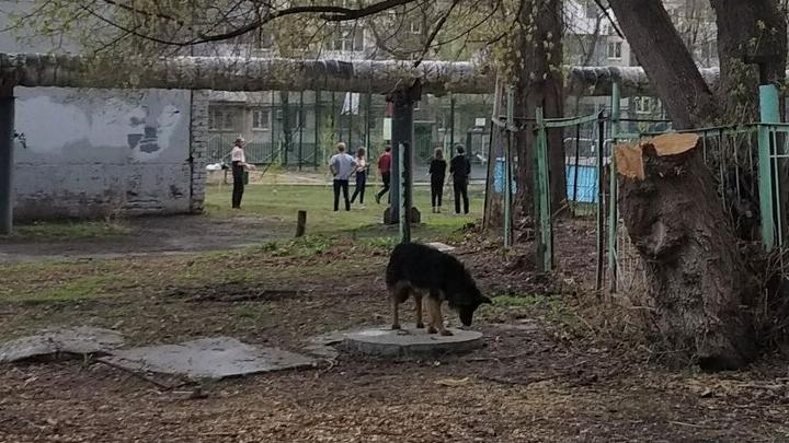 В Саратовской области рассказали, куда жаловаться на бездомных собак