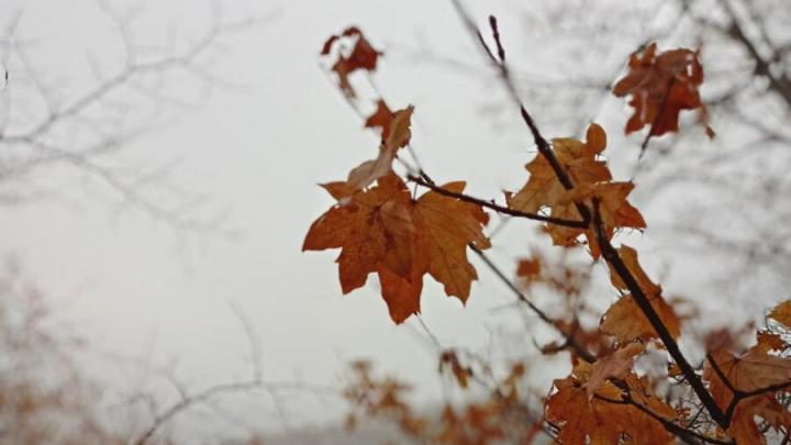 Погода в выходные в Саратове: пасмурно, дожди, но аномальное для ноября тепло