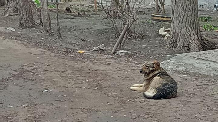 В Саратове возбудили дело о халатности после нападения бродячей собаки на женщину