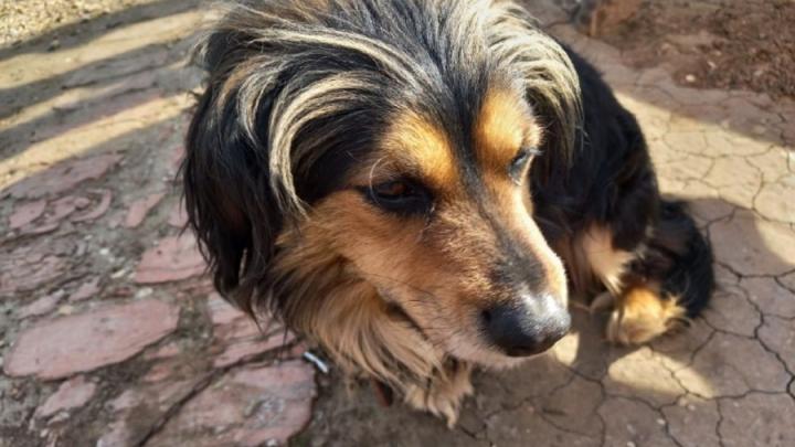 Суд взыскал 20 тысяч рублей с муниципалитета за укус бродячей собаки в Новобурасском районе