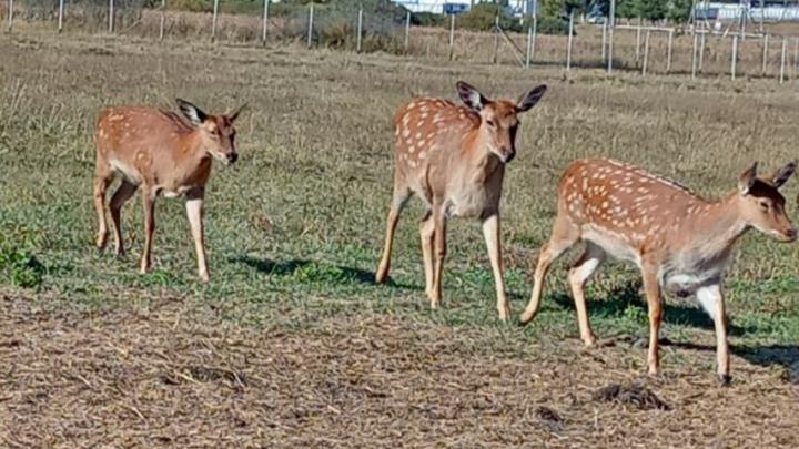 В саратовском зоопарке олень начал отращивать новые рога в декабре В саратовском зоопарке олень начал отращивать новые рога в декабре